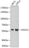 Western blot analysis of extracts of various cell lines, using GAS2L1 antibody (18-530) at 1:500 dilution.<br/>Secondary antibody: HRP Goat Anti-Rabbit IgG (H+L) at 1:10000 dilution.<br/>Lysates/proteins: 25ug per lane.<br/>Blocking buffer: 3% nonfat dry milk in TBST.