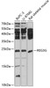 Western blot analysis of extracts of various cell lines, using REG3G antibody (18-531) at 1:1000 dilution.<br/>Secondary antibody: HRP Goat Anti-Rabbit IgG (H+L) at 1:10000 dilution.<br/>Lysates/proteins: 25ug per lane.<br/>Blocking buffer: 3% nonfat dry milk in TBST.<br/>Detection: ECL Basic Kit.<br/>Exposure time: 10s.