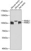 Western blot analysis of extracts of various cell lines, using PIWIL1 antibody (18-535) at 1:1000 dilution.<br/>Secondary antibody: HRP Goat Anti-Rabbit IgG (H+L) at 1:10000 dilution.<br/>Lysates/proteins: 25ug per lane.<br/>Blocking buffer: 3% nonfat dry milk in TBST.<br/>Detection: ECL Basic Kit.<br/>Exposure time: 30s.