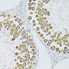 Immunohistochemistry of paraffin-embedded rat testis using PIWIL1 antibody (18-535) at dilution of 1:100 (40x lens) .