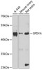 Western blot analysis of extracts of various cell lines, using SPDYA antibody (18-538) at 1:1000 dilution.<br/>Secondary antibody: HRP Goat Anti-Rabbit IgG (H+L) at 1:10000 dilution.<br/>Lysates/proteins: 25ug per lane.<br/>Blocking buffer: 3% nonfat dry milk in TBST.<br/>Detection: ECL Enhanced Kit.<br/>Exposure time: 10s.