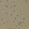 Immunohistochemistry of paraffin-embedded rat brain using ALOX5 antibody (18-543) at dilution of 1:200 (40x lens) .