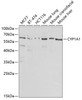 Western blot analysis of extracts of various cell lines, using CYP1A1 antibody (18-544) at 1:1000 dilution.<br/>Secondary antibody: HRP Goat Anti-Rabbit IgG (H+L) at 1:10000 dilution.<br/>Lysates/proteins: 25ug per lane.<br/>Blocking buffer: 3% nonfat dry milk in TBST.