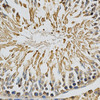 Immunohistochemistry of paraffin-embedded rat testis using CYP1A1 antibody (18-544) at dilution of 1:200 (40x lens) .