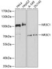Western blot analysis of extracts of various cell lines, using NR3C1 antibody (18-548) at 1:1000 dilution.<br/>Secondary antibody: HRP Goat Anti-Rabbit IgG (H+L) at 1:10000 dilution.<br/>Lysates/proteins: 25ug per lane.<br/>Blocking buffer: 3% nonfat dry milk in TBST.