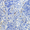 Immunohistochemistry of paraffin-embedded mouse spleen using IL10 antibody (18-551) at dilution of 1:200 (40x lens) .