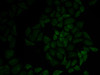 Immunofluorescence analysis of HeLa cells using MSN antibody (18-553) .