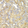 Immunohistochemistry of paraffin-embedded rat kidney using PPP2R2A antibody (18-559) at dilution of 1:100 (40x lens) .