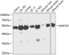 Western blot analysis of extracts of various cell lines, using MAP2K7 antibody (18-560) at 1:1000 dilution.<br/>Secondary antibody: HRP Goat Anti-Rabbit IgG (H+L) at 1:10000 dilution.<br/>Lysates/proteins: 25ug per lane.<br/>Blocking buffer: 3% nonfat dry milk in TBST.