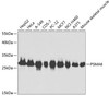 Western blot analysis of extracts of various cell lines, using PSMA6 antibody (18-561) at 1:1000 dilution.<br/>Secondary antibody: HRP Goat Anti-Rabbit IgG (H+L) at 1:10000 dilution.<br/>Lysates/proteins: 25ug per lane.<br/>Blocking buffer: 3% nonfat dry milk in TBST.