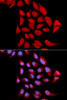 Immunofluorescence analysis of U2OS cells using PSMA6 antibody (18-561) . Blue: DAPI for nuclear staining.