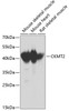 Western blot analysis of extracts of various cell lines, using CKMT2 antibody (18-573) at 1:1000 dilution.<br/>Secondary antibody: HRP Goat Anti-Rabbit IgG (H+L) at 1:10000 dilution.<br/>Lysates/proteins: 25ug per lane.<br/>Blocking buffer: 3% nonfat dry milk in TBST.<br/>Detection: ECL Basic Kit.<br/>Exposure time: 30s.