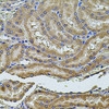 Immunohistochemistry of paraffin-embedded rat kidney using ALIX / PDCD6IP antibody (18-578) at dilution of 1:100 (40x lens) .