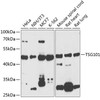 Western blot analysis of extracts of various cell lines, using TSG101 antibody (18-579) at 1:1000 dilution.<br/>Secondary antibody: HRP Goat Anti-Rabbit IgG (H+L) at 1:10000 dilution.<br/>Lysates/proteins: 25ug per lane.<br/>Blocking buffer: 3% nonfat dry milk in TBST.<br/>Detection: ECL Basic Kit.<br/>Exposure time: 60s.