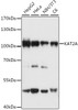 Western blot analysis of extracts of various cell lines, using KAT2A antibody (18-583) at 1:3000 dilution.<br/>Secondary antibody: HRP Goat Anti-Rabbit IgG (H+L) at 1:10000 dilution.<br/>Lysates/proteins: 25ug per lane.<br/>Blocking buffer: 3% nonfat dry milk in TBST.<br/>Detection: ECL Basic Kit.<br/>Exposure time: 1s.