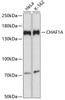 Western blot analysis of extracts of various cell lines, using CHAF1A antibody (18-586) at 1:1000 dilution.<br/>Secondary antibody: HRP Goat Anti-Rabbit IgG (H+L) at 1:10000 dilution.<br/>Lysates/proteins: 25ug per lane.<br/>Blocking buffer: 3% nonfat dry milk in TBST.<br/>Detection: ECL Basic Kit.<br/>Exposure time: 5s.