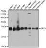 Western blot analysis of extracts of various cell lines, using CBX3 antibody (18-588) at 1:1000 dilution.<br/>Secondary antibody: HRP Goat Anti-Rabbit IgG (H+L) at 1:10000 dilution.<br/>Lysates/proteins: 25ug per lane.<br/>Blocking buffer: 3% nonfat dry milk in TBST.<br/>Detection: ECL Basic Kit.<br/>Exposure time: 5s.