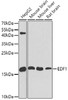 Western blot analysis of extracts of various cell lines, using EDF1 antibody (18-599) at 1:1000 dilution.<br/>Secondary antibody: HRP Goat Anti-Rabbit IgG (H+L) at 1:10000 dilution.<br/>Lysates/proteins: 25ug per lane.<br/>Blocking buffer: 3% nonfat dry milk in TBST.<br/>Detection: ECL Basic Kit.<br/>Exposure time: 90s.