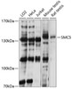 Western blot analysis of extracts of various cell lines, using SMC5 antibody (18-603) at 1:3000 dilution.<br/>Secondary antibody: HRP Goat Anti-Rabbit IgG (H+L) at 1:10000 dilution.<br/>Lysates/proteins: 25ug per lane.<br/>Blocking buffer: 3% nonfat dry milk in TBST.<br/>Detection: ECL Basic Kit.<br/>Exposure time: 10s.