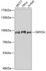 Western blot analysis of extracts of various cell lines, using SMYD4 antibody (18-610) at 1:1000 dilution.<br/>Secondary antibody: HRP Goat Anti-Rabbit IgG (H+L) at 1:10000 dilution.<br/>Lysates/proteins: 25ug per lane.<br/>Blocking buffer: 3% nonfat dry milk in TBST.<br/>Detection: ECL Basic Kit.<br/>Exposure time: 60s.