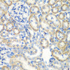 Immunohistochemistry of paraffin-embedded rat kidney using SMYD1 antibody (18-611) at dilution of 1:200 (40x lens) .