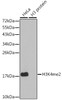 Western blot analysis of extracts of various cell lines, using DiMethyl-Histone H3-K4 antibody (18-619) .<br/>Secondary antibody: HRP Goat Anti-Rabbit IgG (H+L) at 1:10000 dilution.<br/>Lysates/proteins: 25ug per lane.<br/>Blocking buffer: 3% nonfat dry milk in TBST.