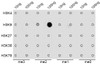 Dot-blot analysis of all sorts of methylation peptides using DiMethyl-Histone H3-K9 antibody (18-622) .