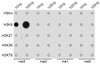 Dot-blot analysis of all sorts of methylation peptides using TriMethyl-Histone H3-K9 antibody (18-623) .