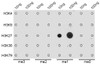 Dot-blot analysis of all sorts of methylation peptides using MonoMethyl-Histone H3-K27 antibody (18-624) .
