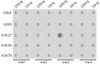 Dot-blot analysis of all sorts of methylation peptides using DiMethyl-Histone H3-K27 antibody (18-625) at 1:1000 dilution.