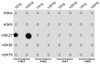 Dot-blot analysis of all sorts of methylation peptides using TriMethyl-Histone H3-K27 antibody (18-626) .