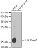 Western blot analysis of extracts of various cell lines, using MonoMethyl-Histone H3-K36 antibody (18-627) .<br/>Secondary antibody: HRP Goat Anti-Rabbit IgG (H+L) at 1:10000 dilution.<br/>Lysates/proteins: 25ug per lane.<br/>Blocking buffer: 3% nonfat dry milk in TBST.