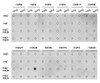 Dot-blot analysis of all sorts of methylation peptides using DiMethyl-Histone H3-K36 antibody (18-628) .
