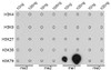 Dot-blot analysis of all sorts of methylation peptides using MonoMethyl-Histone H3-K79 antibody (18-630) .