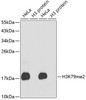 Western blot analysis of extracts of various cell lines, using DiMethyl-Histone H3-K79 antibody (18-631) .<br/>Secondary antibody: HRP Goat Anti-Rabbit IgG (H+L) at 1:10000 dilution.<br/>Lysates/proteins: 25ug per lane.<br/>Blocking buffer: 3% nonfat dry milk in TBST.