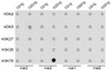 Dot-blot analysis of all sorts of methylation peptides using DiMethyl-Histone H3-K79 antibody (18-631) .