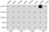 Dot-blot analysis of all sorts of methylation peptides using TriMethyl-Histone H3-K79 antibody (18-632) at 1:1000 dilution.