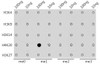 Dot-blot analysis of all sorts of methylation peptides using MonoMethyl-Histone H4-K20 antibody (18-633) .