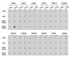 Dot-blot analysis of all sorts of methylation peptides using Symmetric DiMethyl-Histone H3-R2 antibody (18-636) .