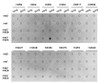 Dot-blot analysis of all sorts of methylation peptides using Symmetric DiMethyl-Histone H3-R8 antibody (18-637) .