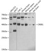Western blot analysis of extracts of various cell lines, using CREB1 antibody (18-646) at 1:1000 dilution.<br/>Secondary antibody: HRP Goat Anti-Rabbit IgG (H+L) at 1:10000 dilution.<br/>Lysates/proteins: 25ug per lane.<br/>Blocking buffer: 3% nonfat dry milk in TBST.<br/>Detection: ECL Basic Kit.<br/>Exposure time: 90s.
