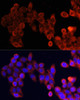 Immunofluorescence analysis of HeLa cells using mTOR antibody (18-651) at dilution of 1:100. Blue: DAPI for nuclear staining.