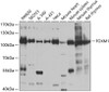 Western blot analysis of extracts of various cell lines, using FOXM1 antibody (18-665) at 1:1000 dilution.<br/>Secondary antibody: HRP Goat Anti-Rabbit IgG (H+L) at 1:10000 dilution.<br/>Lysates/proteins: 25ug per lane.<br/>Blocking buffer: 3% nonfat dry milk in TBST.<br/>Detection: ECL Basic Kit.<br/>Exposure time: 90s.