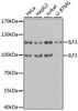 Western blot analysis of extracts of various cell lines, using ILF3 antibody (18-668) at 1:1000 dilution.<br/>Secondary antibody: HRP Goat Anti-Rabbit IgG (H+L) at 1:10000 dilution.<br/>Lysates/proteins: 25ug per lane.<br/>Blocking buffer: 3% nonfat dry milk in TBST.<br/>Detection: ECL Basic Kit.<br/>Exposure time: 1s.