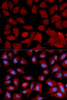 Immunofluorescence analysis of U2OS cells using PSMC4 antibody (18-674) . Blue: DAPI for nuclear staining.