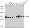 Western blot analysis of extracts of various cell lines, using PSMA4 antibody (18-680) at 1:1000 dilution.<br/>Secondary antibody: HRP Goat Anti-Rabbit IgG (H+L) at 1:10000 dilution.<br/>Lysates/proteins: 25ug per lane.<br/>Blocking buffer: 3% nonfat dry milk in TBST.