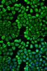 Immunofluorescence analysis of U2OS cells using HNMT antibody (18-684) . Blue: DAPI for nuclear staining.