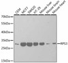 Western blot analysis of extracts of various cell lines, using RPS3 antibody (18-695) at 1:1000 dilution.<br/>Secondary antibody: HRP Goat Anti-Rabbit IgG (H+L) at 1:10000 dilution.<br/>Lysates/proteins: 25ug per lane.<br/>Blocking buffer: 3% nonfat dry milk in TBST.