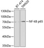 Western blot analysis of extracts of various cell lines, using NF-kB p65 antibody (18-701) at 1:1000 dilution.<br/>Secondary antibody: HRP Goat Anti-Rabbit IgG (H+L) at 1:10000 dilution.<br/>Lysates/proteins: 25ug per lane.<br/>Blocking buffer: 3% nonfat dry milk in TBST.