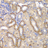 Immunohistochemistry of paraffin-embedded rat kidney using MT1-MMP antibody (18-703) at dilution of 1:100 (40x lens) .